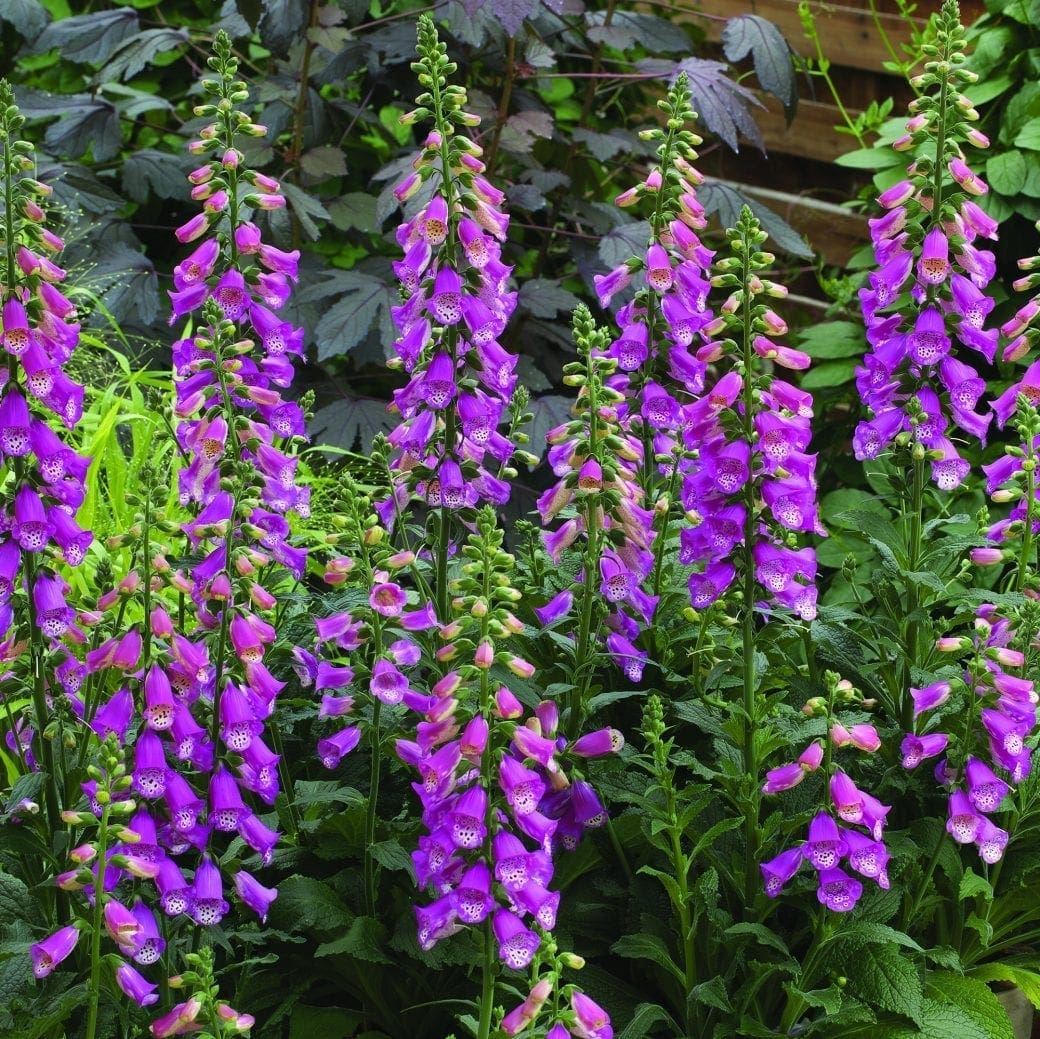 Digitalis Panther F W H Perron