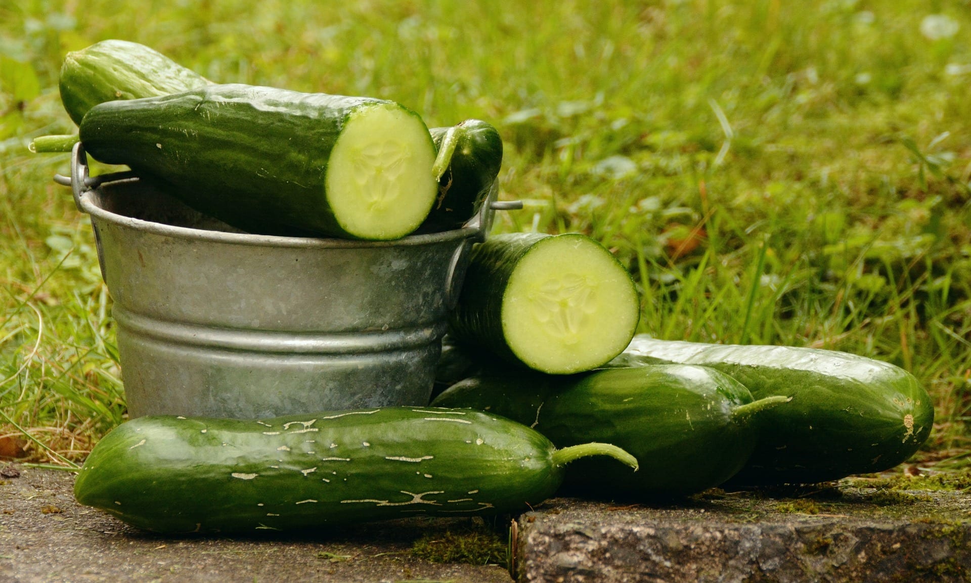 Vertical Gardening for cucumbers and pickle cucumbers