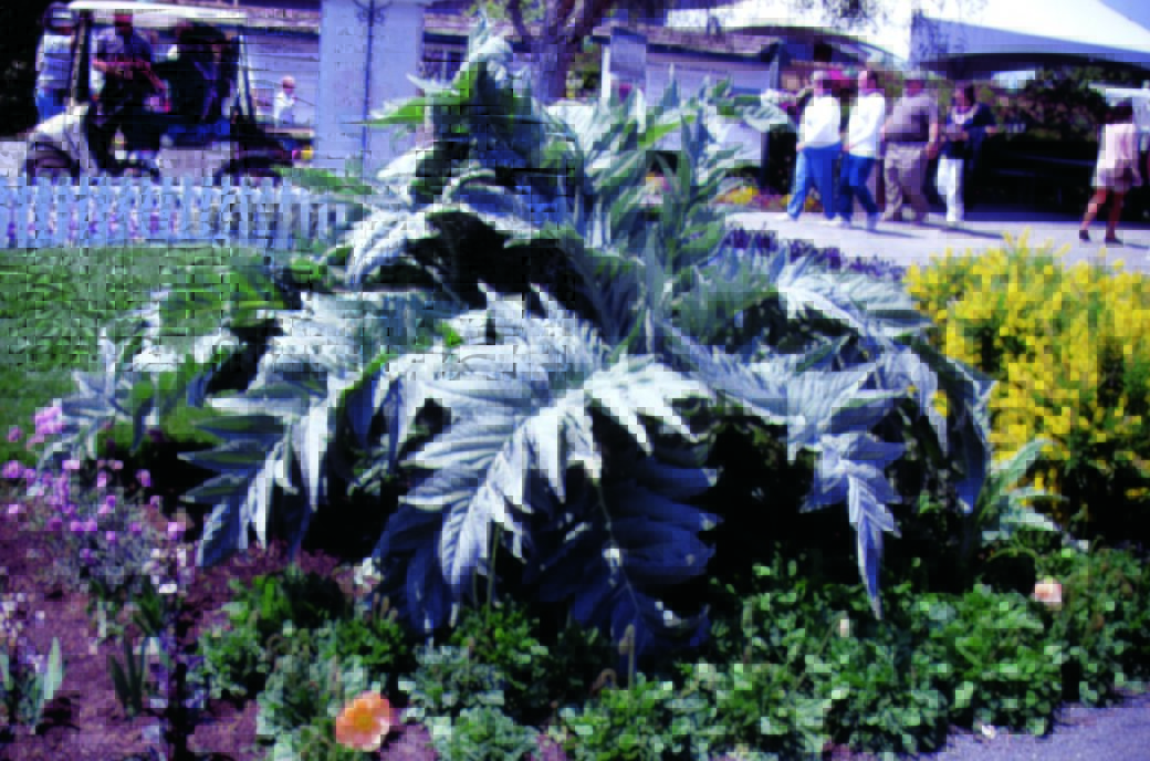 Cardoon Silver Leaf | W.H. Perron
