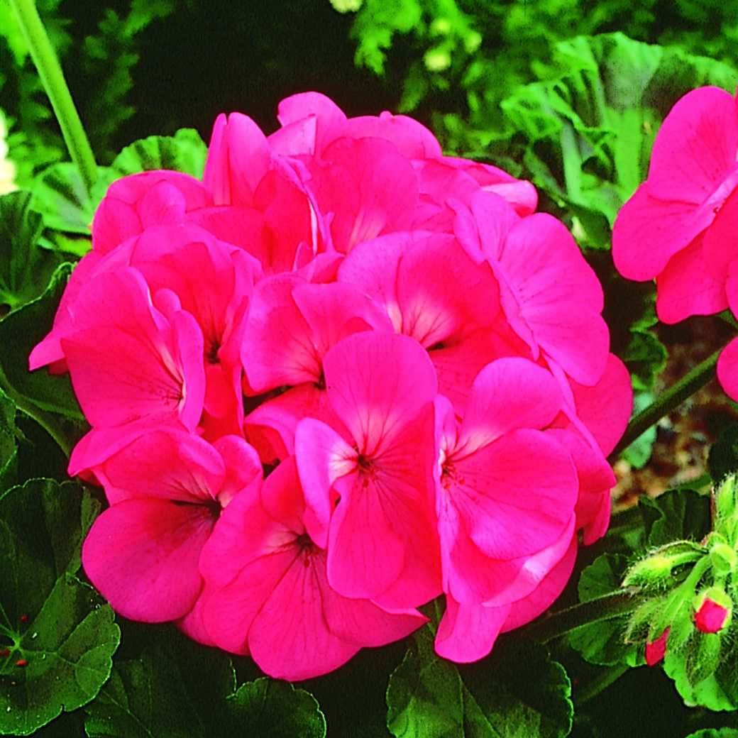 Geranium Maverick™ Pink F1 | W.H. Perron