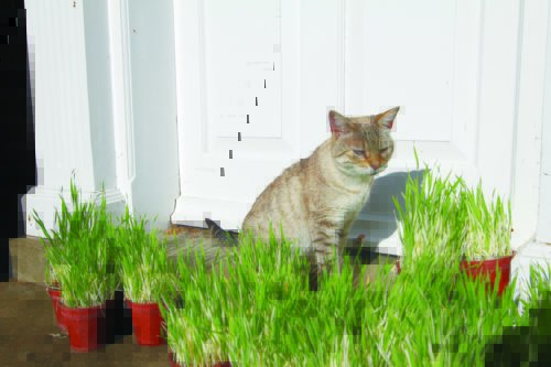  Cat Grass Tabby