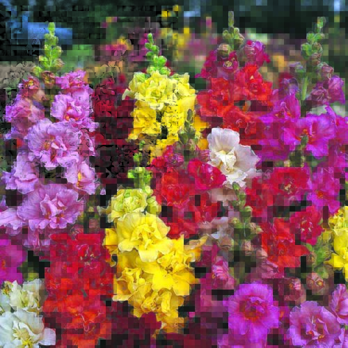  Snapdragon Mme Butterfly™ Mix F1