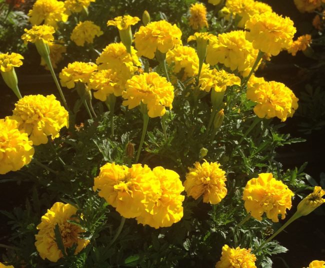 Marigold - French Bonanza™ Yellow | W.H. Perron