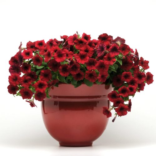  Petunia Easy Wave® Red Velour F1