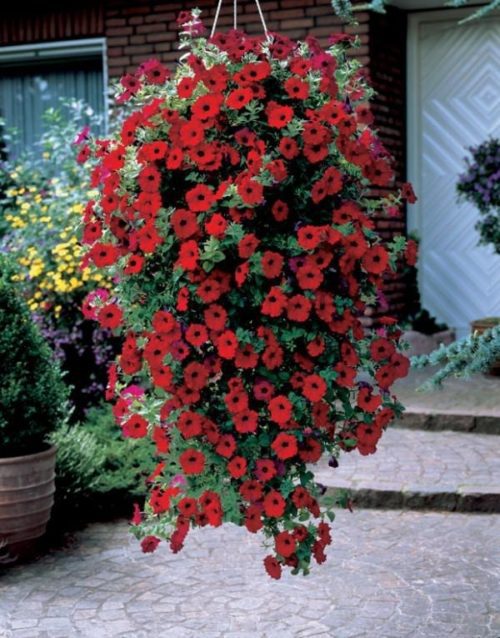  Petunia Easy Wave® Red F1