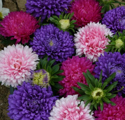  Aster Harmony™ Mix