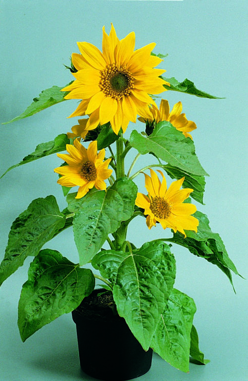  Sunflower Pacino® Gold
