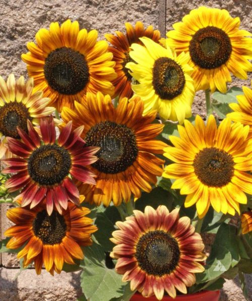  Sunflower Autumn Beauty Mix