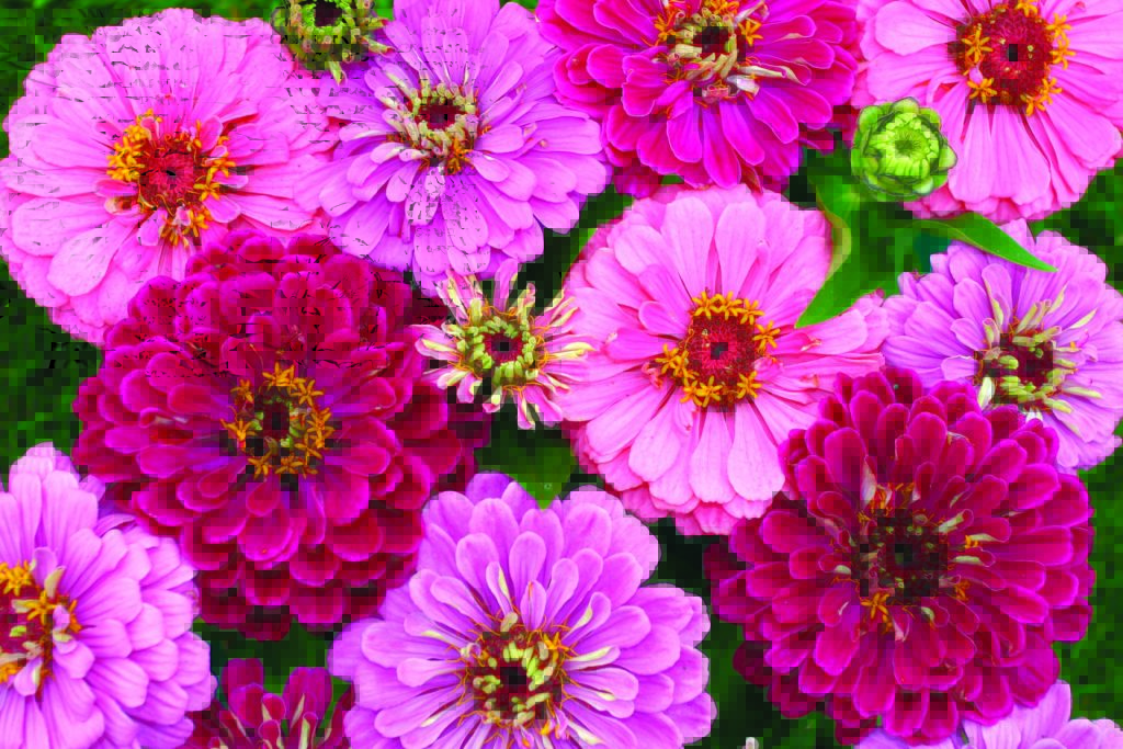 Zinnia Art Deco™ W.H. Perron