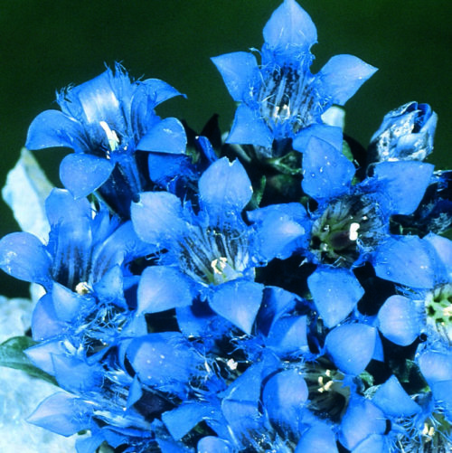  Gentian Lagodechiana Blue