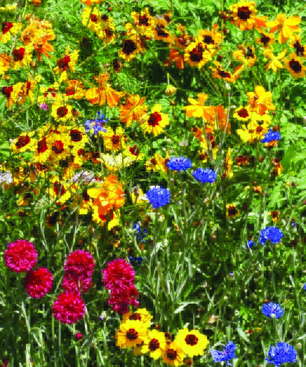 Annual and Perennial Flowers for Dry Soil W.H. Perron