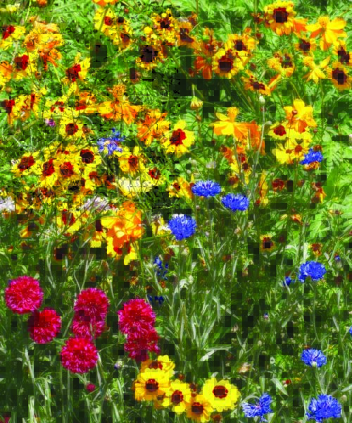  Annual and Perennial Flowers for Dry Soil