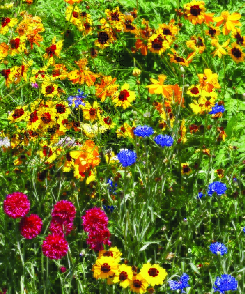 Annual and Perennial Flowers for Dry Soil W.H. Perron