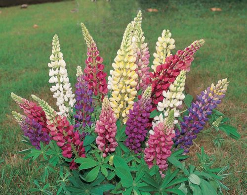  Lupine Gallery® Mix