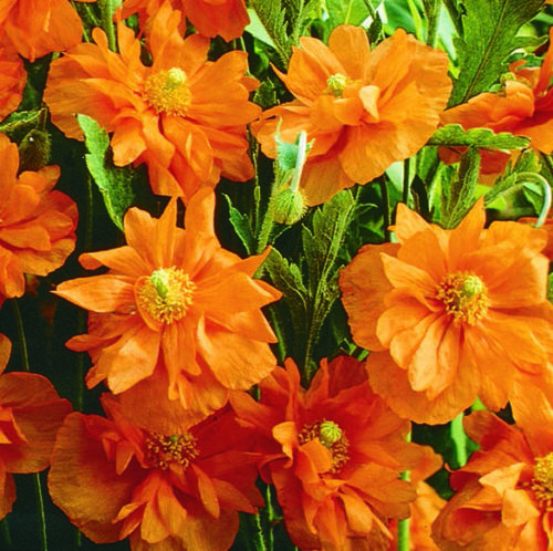  Poppy – Spanish Double Tangerine Gem™