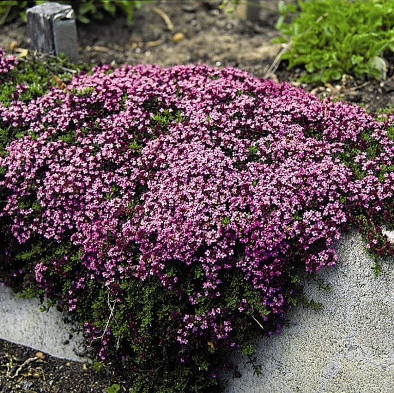 Creeping Thyme Magic Carpet | W.H. Perron