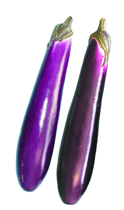  Eggplant Purple Shine F1