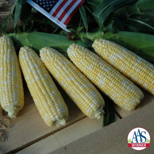  Sweet corn American Dream F1