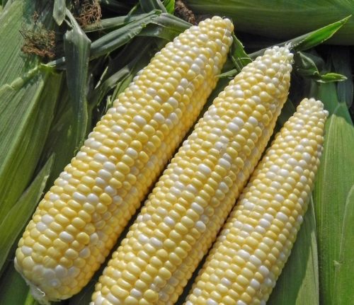  Sweet corn Allure F1