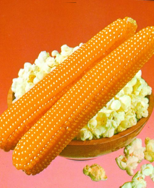  Corn – popcorn White Cloud F1
