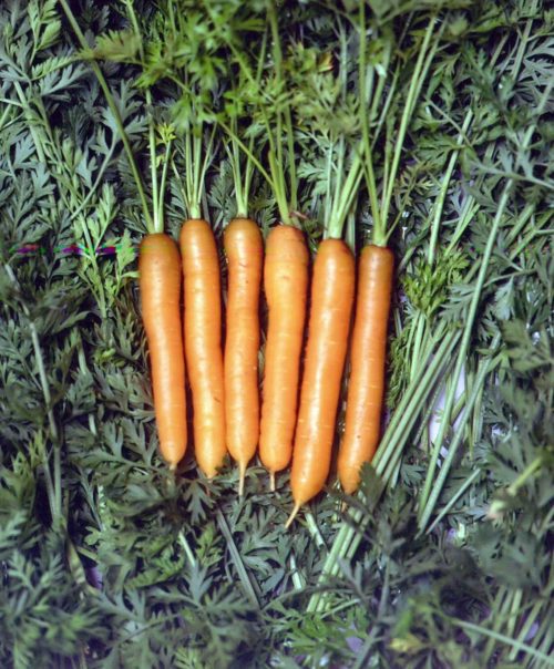  Carrot Little Finger