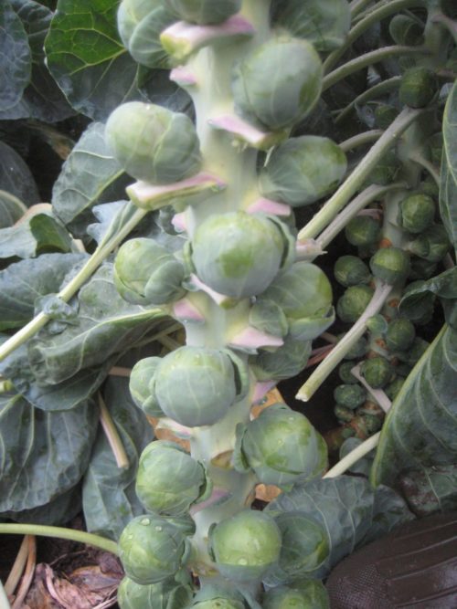  Brussels sprouts Divino F1