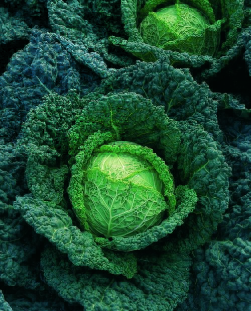  Cabbage Melissa Y.R. F1