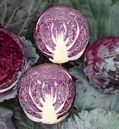 Cabbage Kosaro Y.R. F1