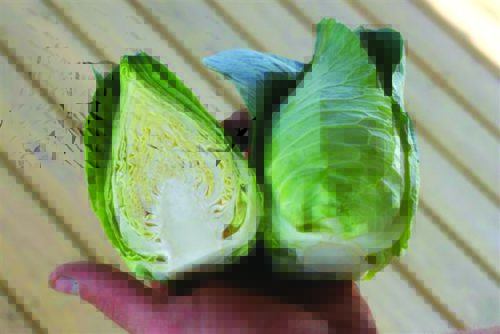  Cabbage Caraflex Y.R. F1