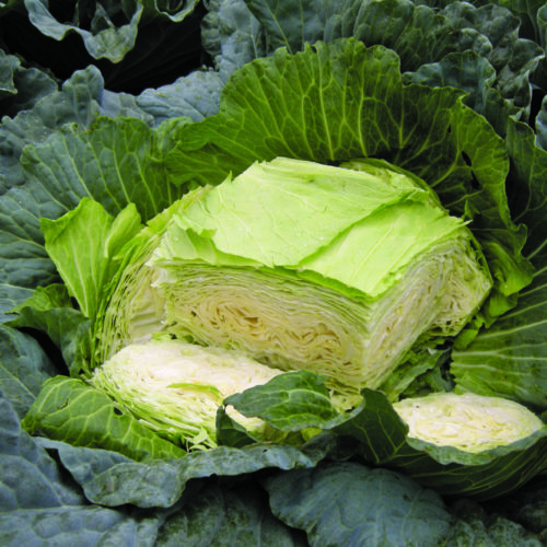  Cabbage Gunma Y.R. F1