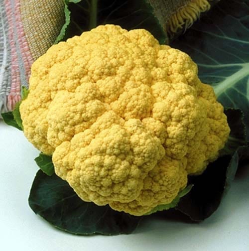  Cauliflower Cheddar Orange F1