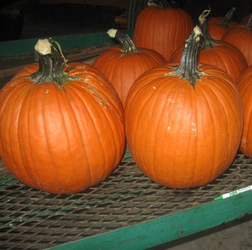 Pumpkin Orange Rave F1 | W.H. Perron