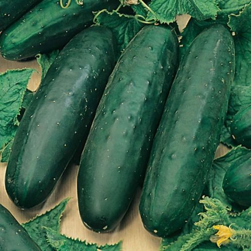  Cucumber Marketmore 76