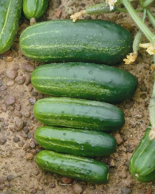  Cucumber – Pickling Arabian F1