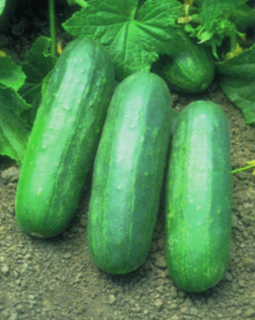  Cucumber – Pickling Eureka F1