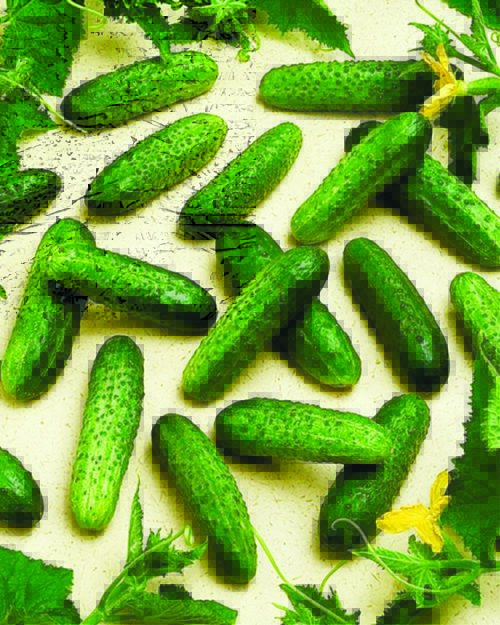  Cucumber – Pickling Corentine F1