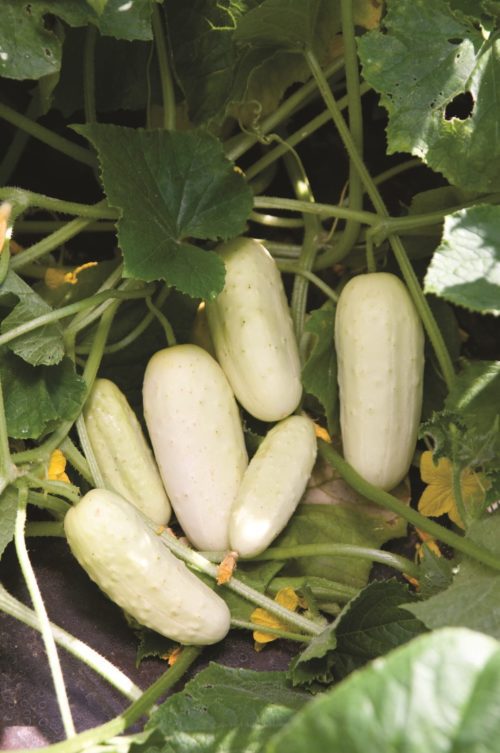  Cucumber – Pickling Salt and Pepper