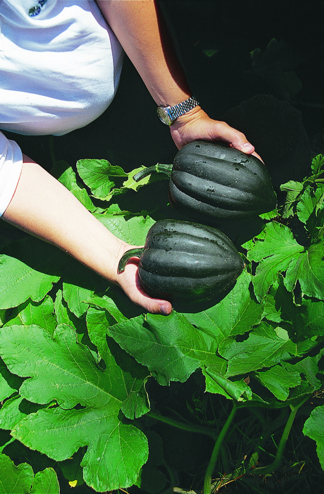 Squash Table Queen W.H. Perron