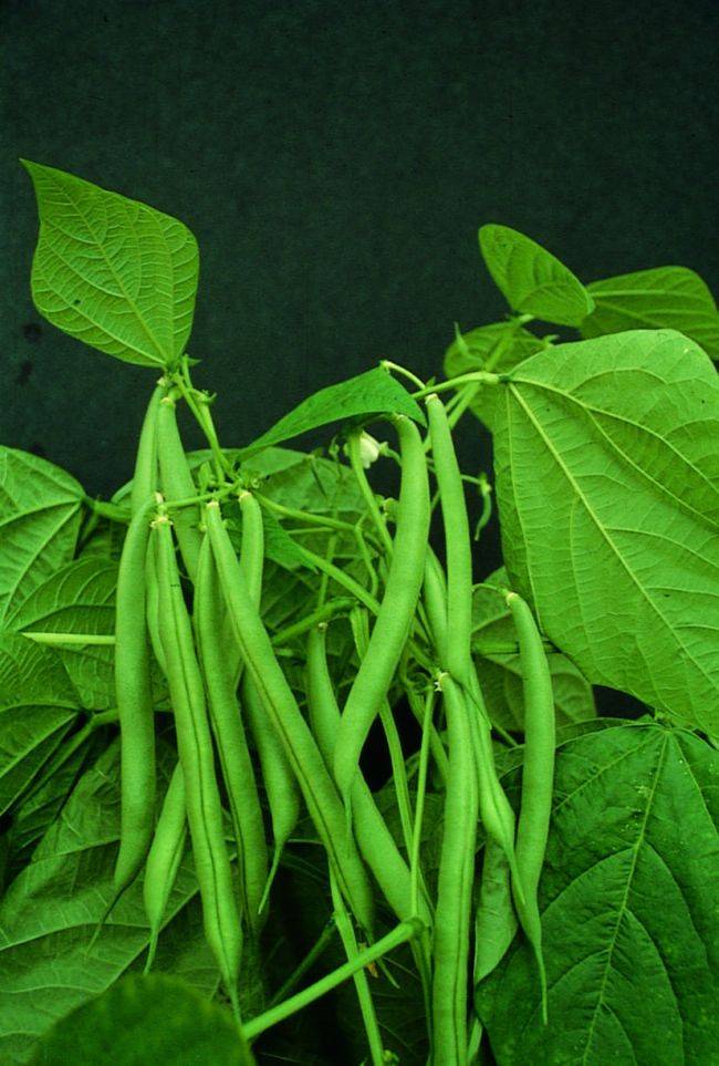 Bush bean Blue Lake W.H. Perron