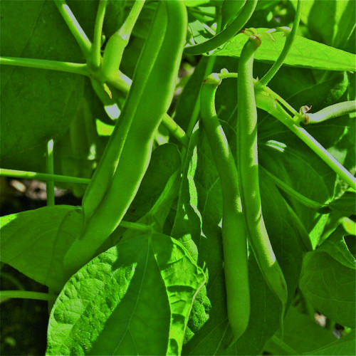  Bush beans Tendergreen Stringless
