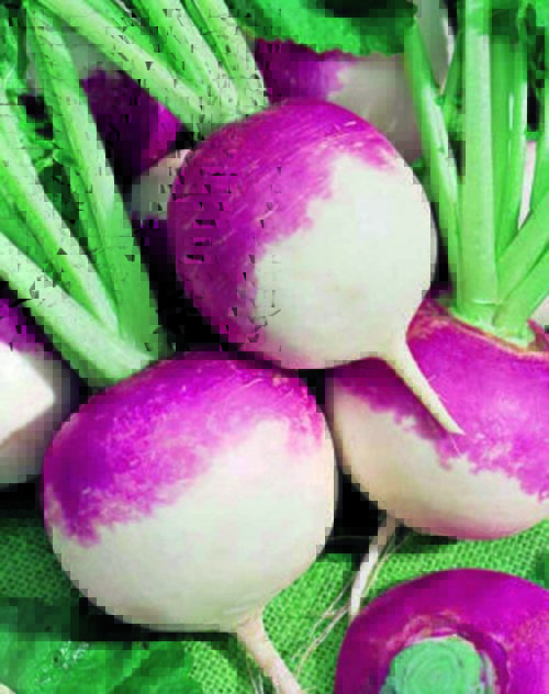  Turnip Purple Top White Globe