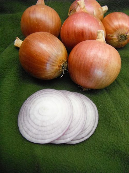  Onion Blush Pink F1