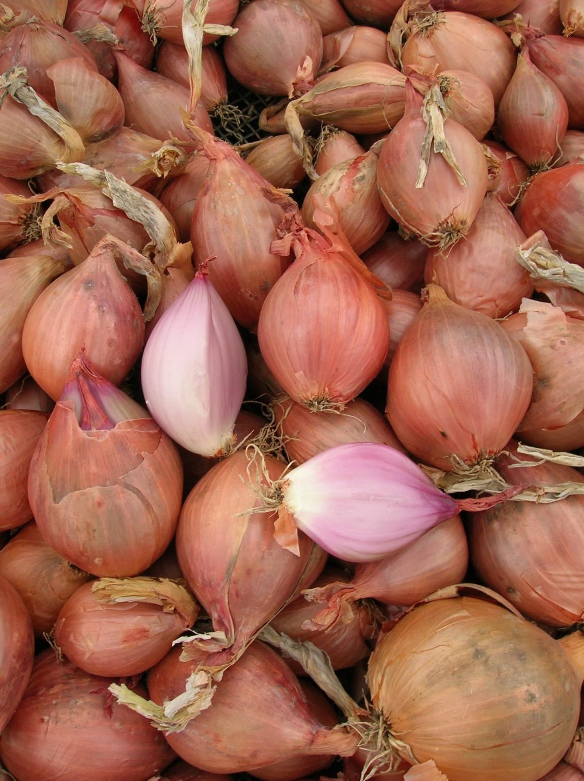 French Shallot (Seeds) Conservor F1 W.H. Perron
