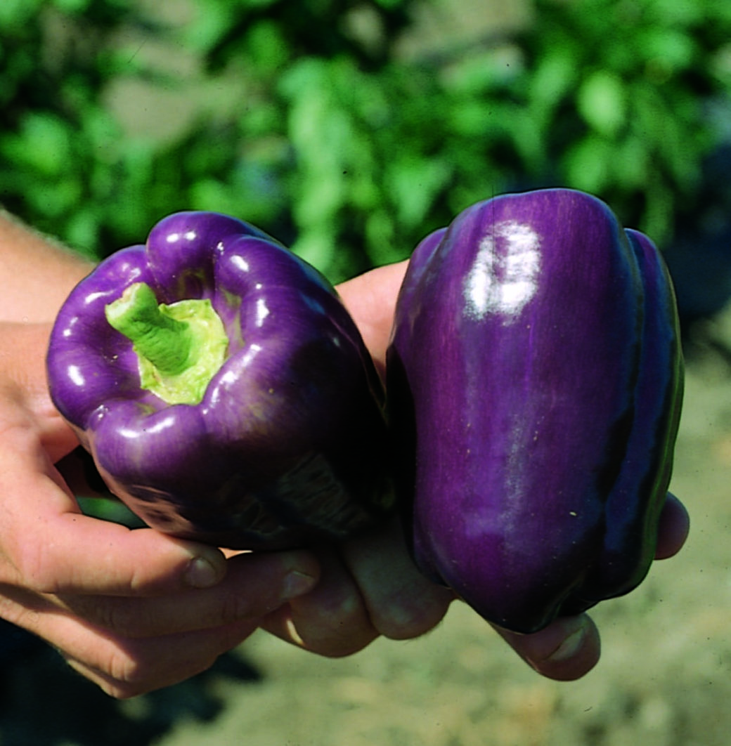 Sweet Pepper Tequila F1 W.H. Perron