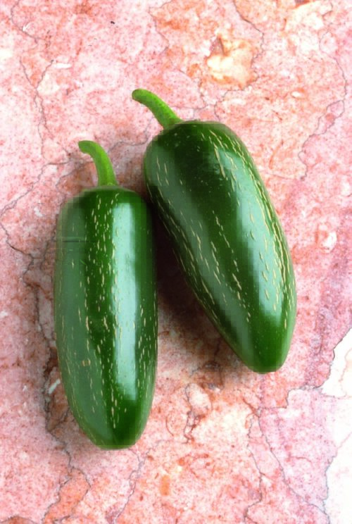  Pepper-Hot Early Jalapeno