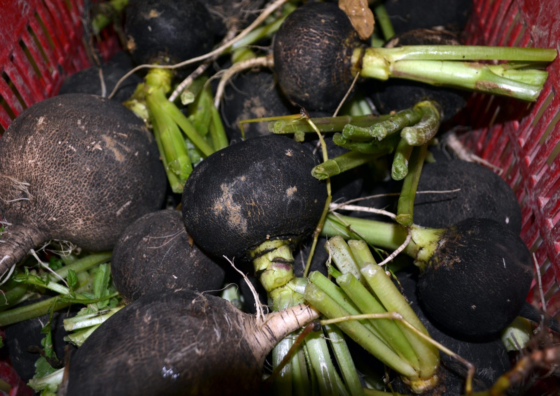 Radish Round Black Spanish | W.H. Perron