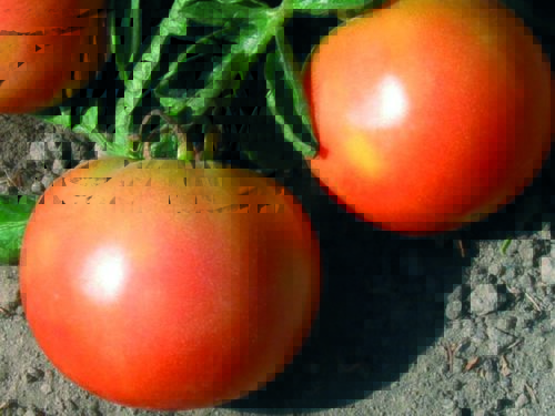  Tomato Long Keeper