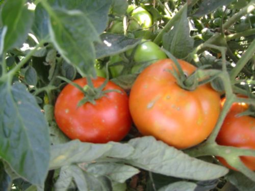  Tomato Beefsteak