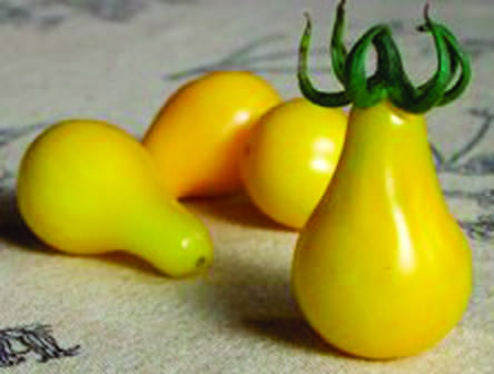  Tomato Yellow Pear
