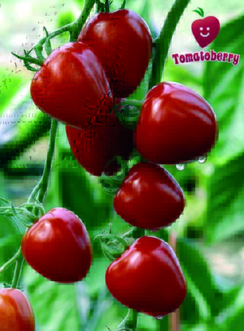  Tomato Tomatoberry Garden F1